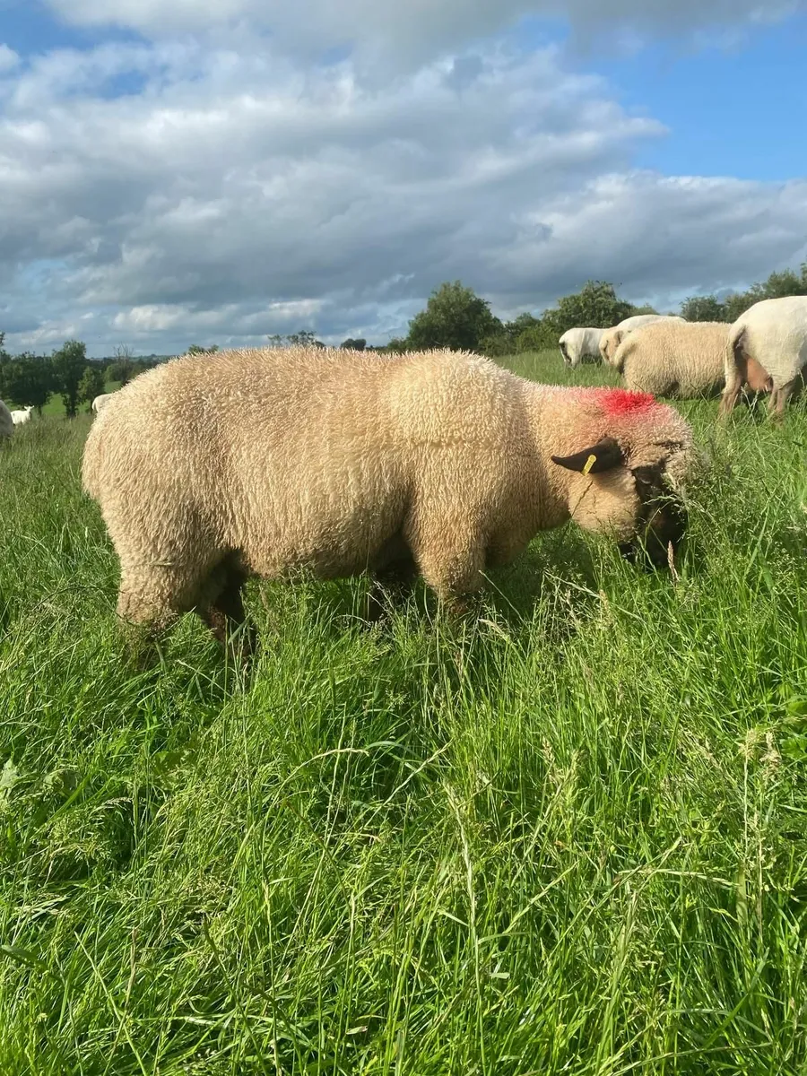 Hampshire Down Ram Lamb - Image 4