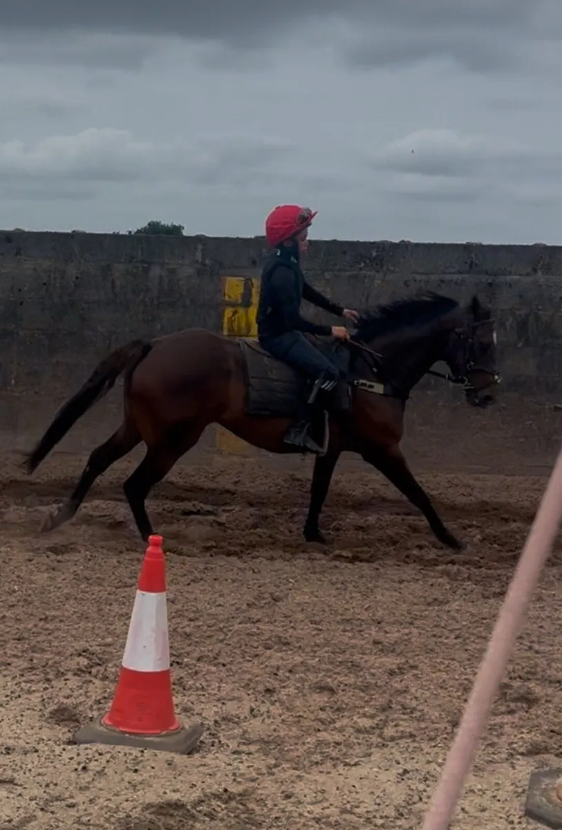 Racing pony