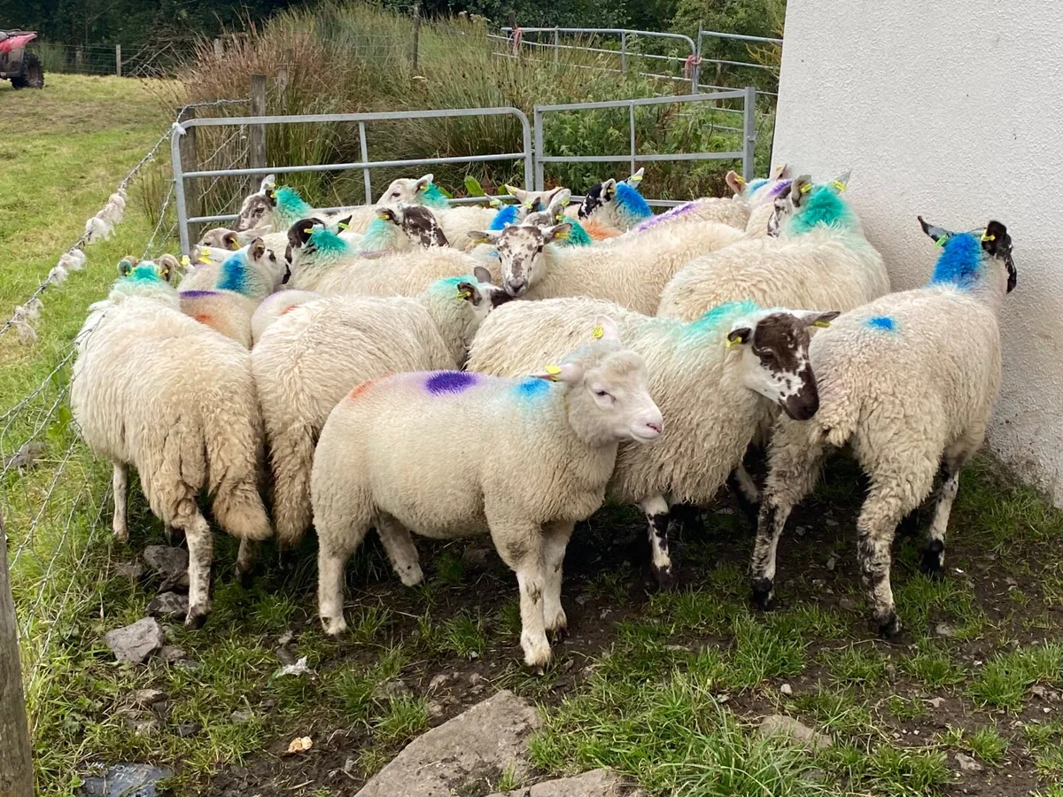 23 Super Ewe Lambs - Image 1
