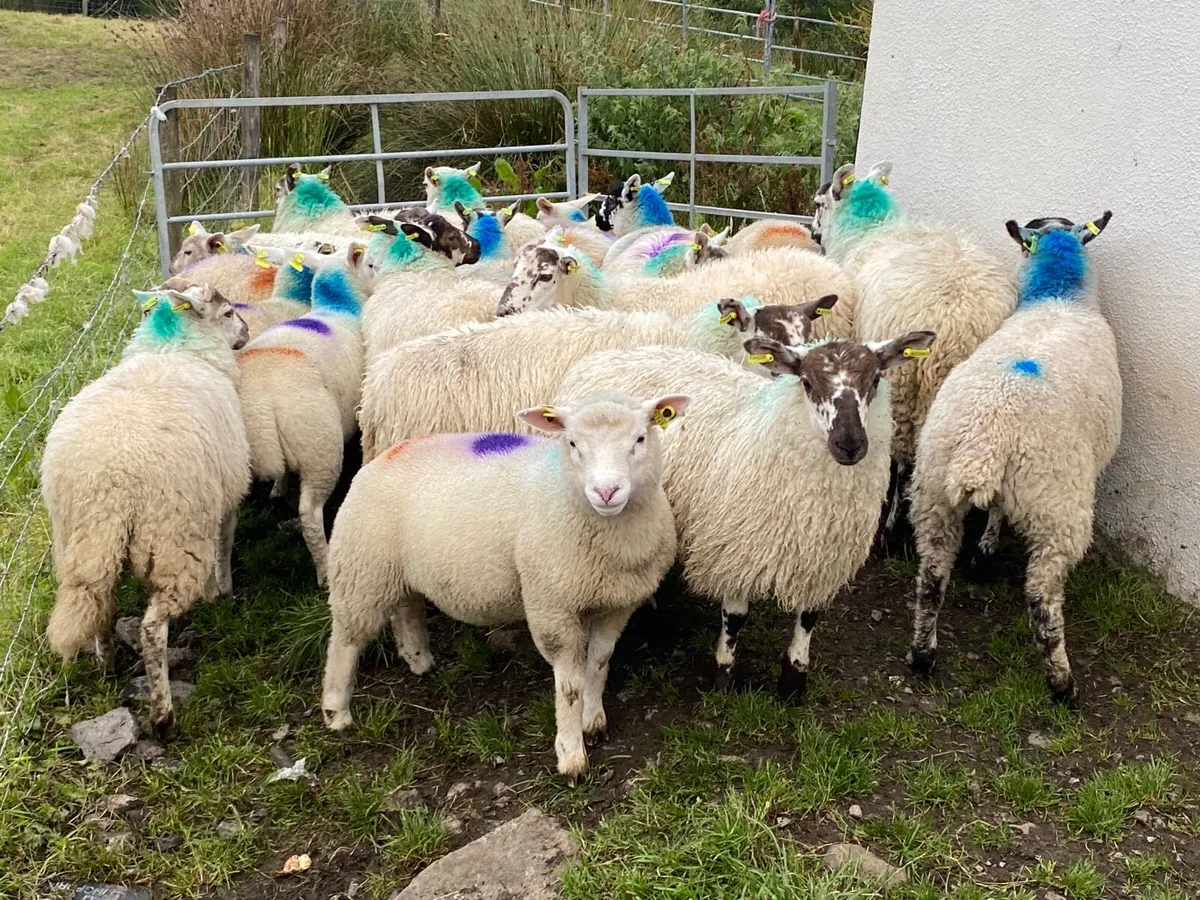 23 Super Ewe Lambs - Image 2