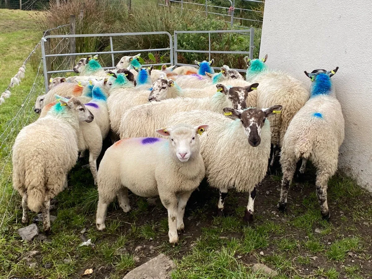 23 Super Ewe Lambs - Image 3
