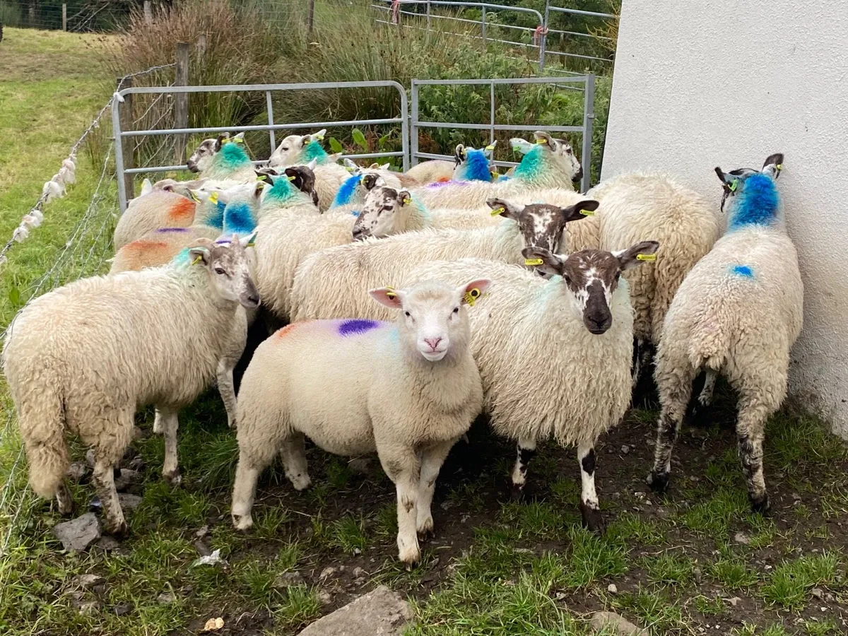 23 Super Ewe Lambs - Image 4