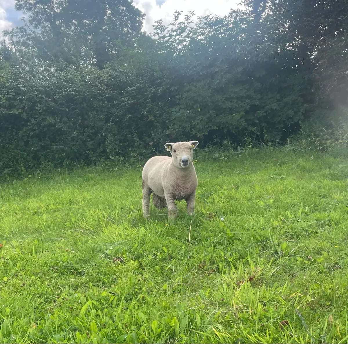 Hogget Rams - Image 3