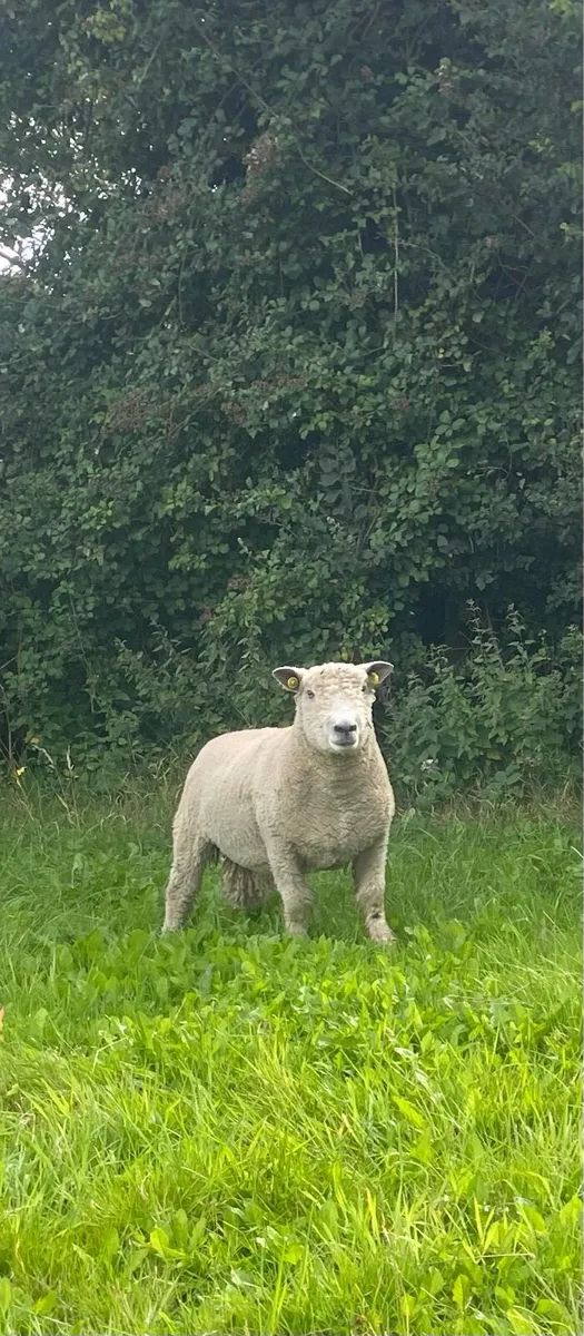 Hogget Rams - Image 1