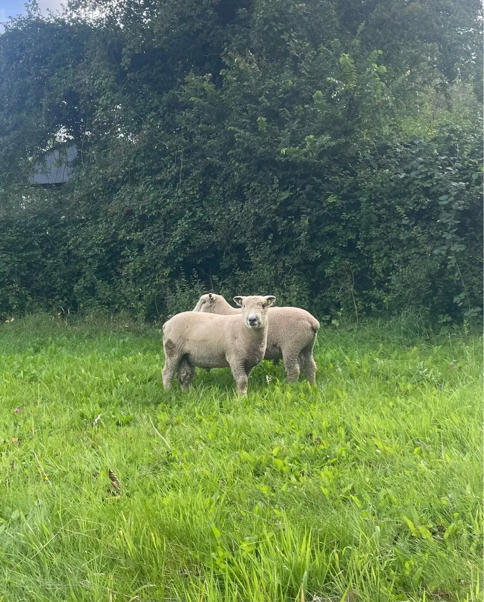 Hogget Rams - Image 4