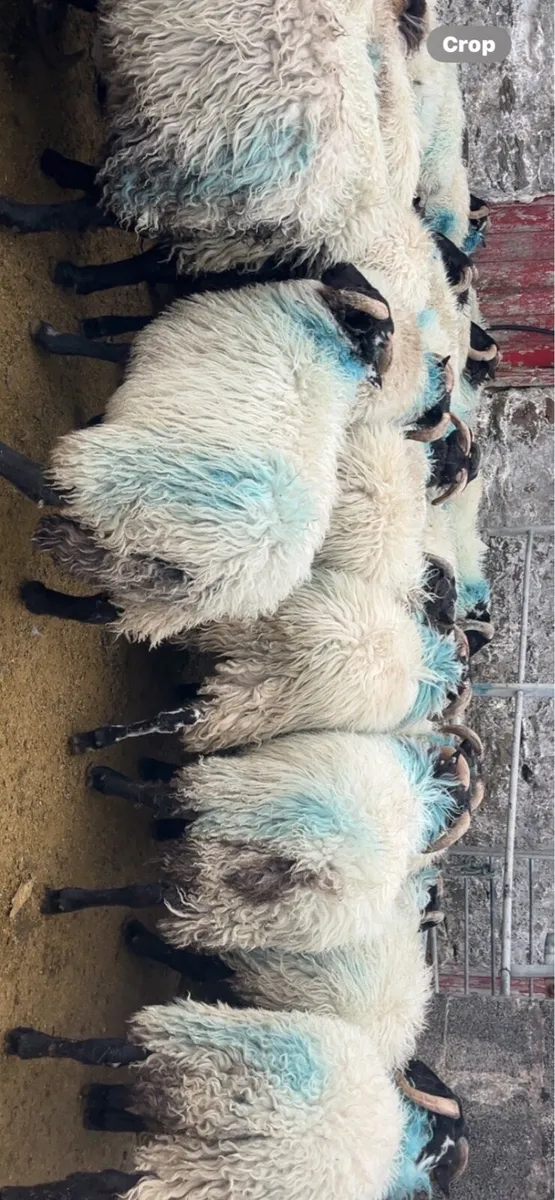 MAYO MOUNTAIN RAM LAMBS - Image 1