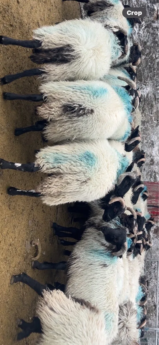 MAYO MOUNTAIN RAM LAMBS - Image 2