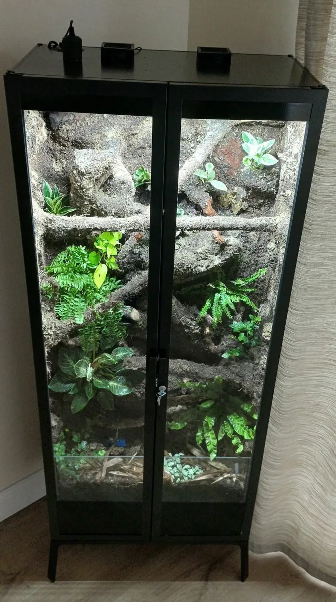 Terrarium /Vivarium - Image 4