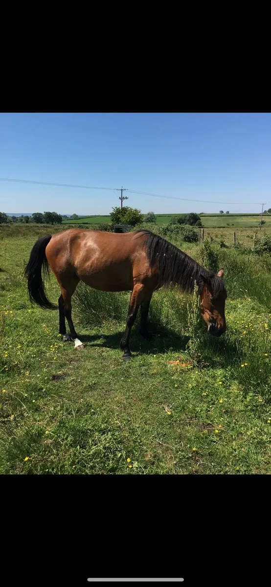 Bay mare for sale - Image 1