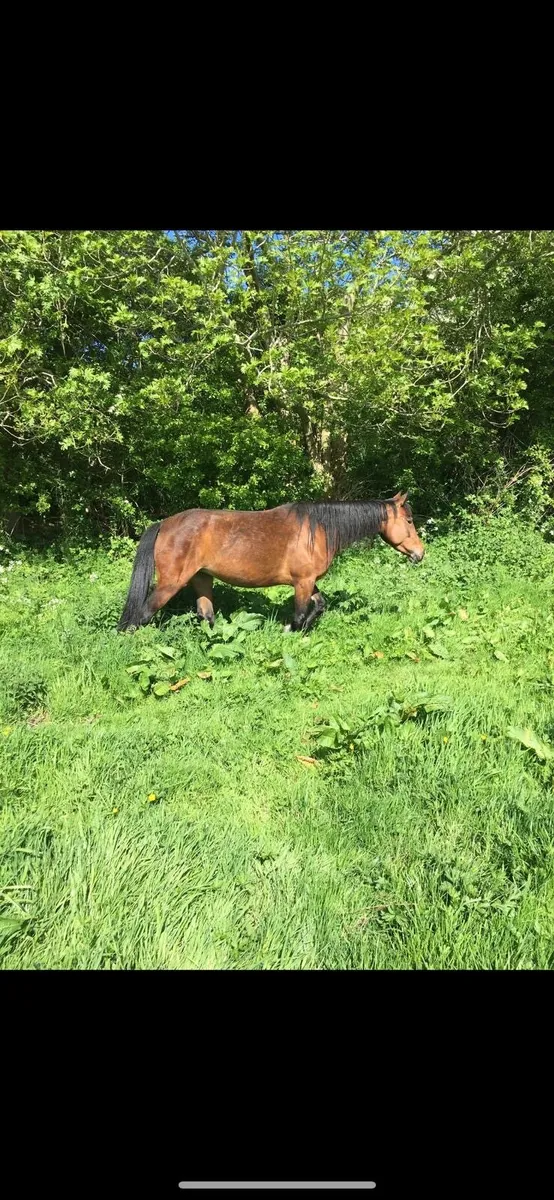 Bay mare for sale - Image 2