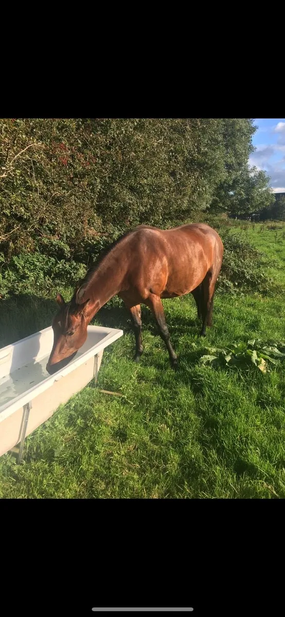 Bay mare for sale - Image 3