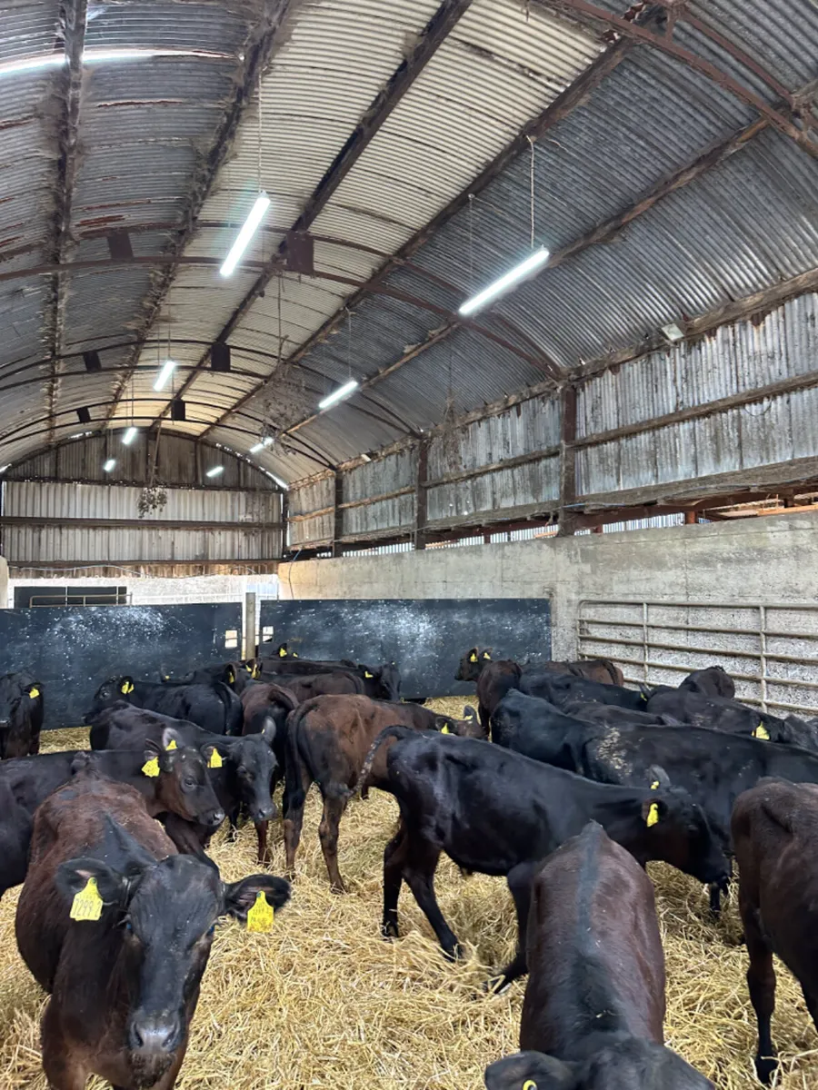Angus bulls - Image 3