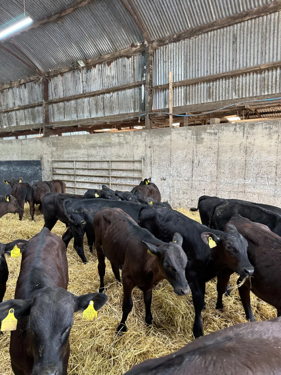 Angus bulls - Image 4