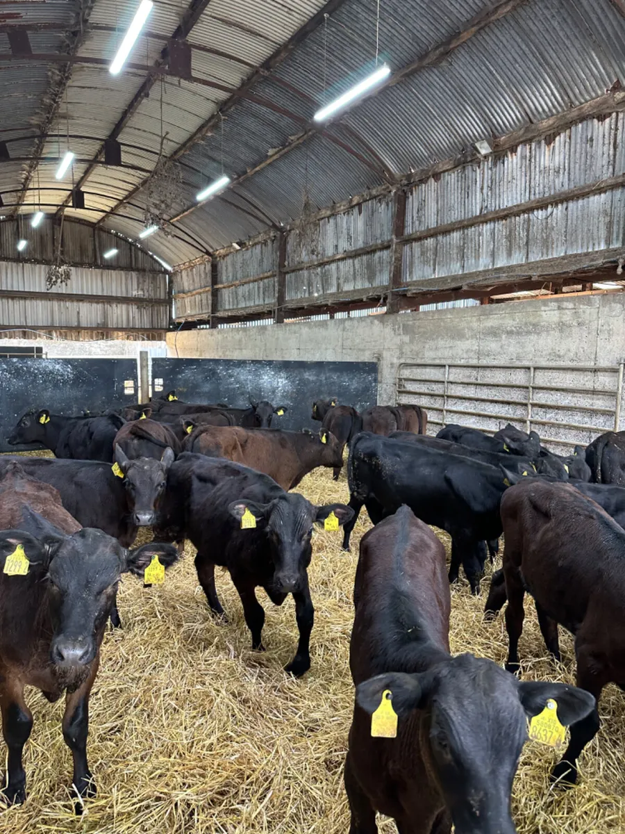 Angus bulls - Image 2