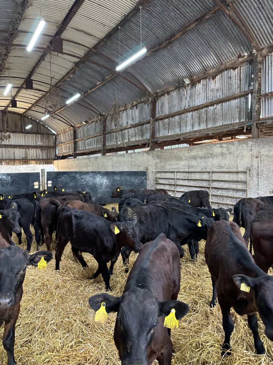 Angus bulls - Image 1