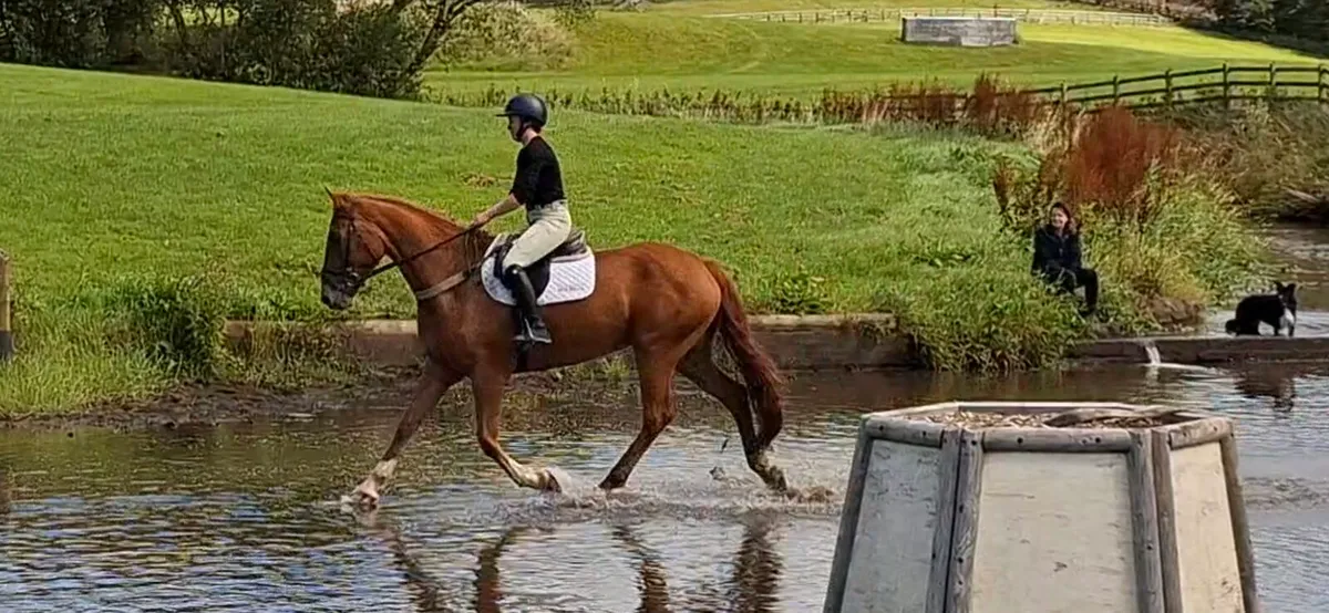 4 yr old RID - Image 1
