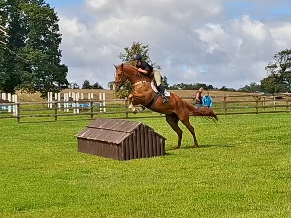 4 yr old RID - Image 4