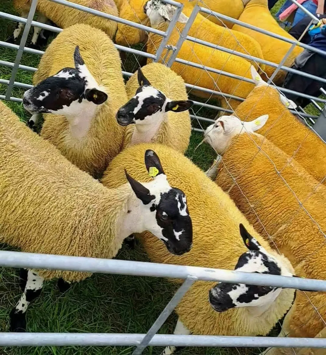 Maam Cross annual mule ewe show and sale - Image 1