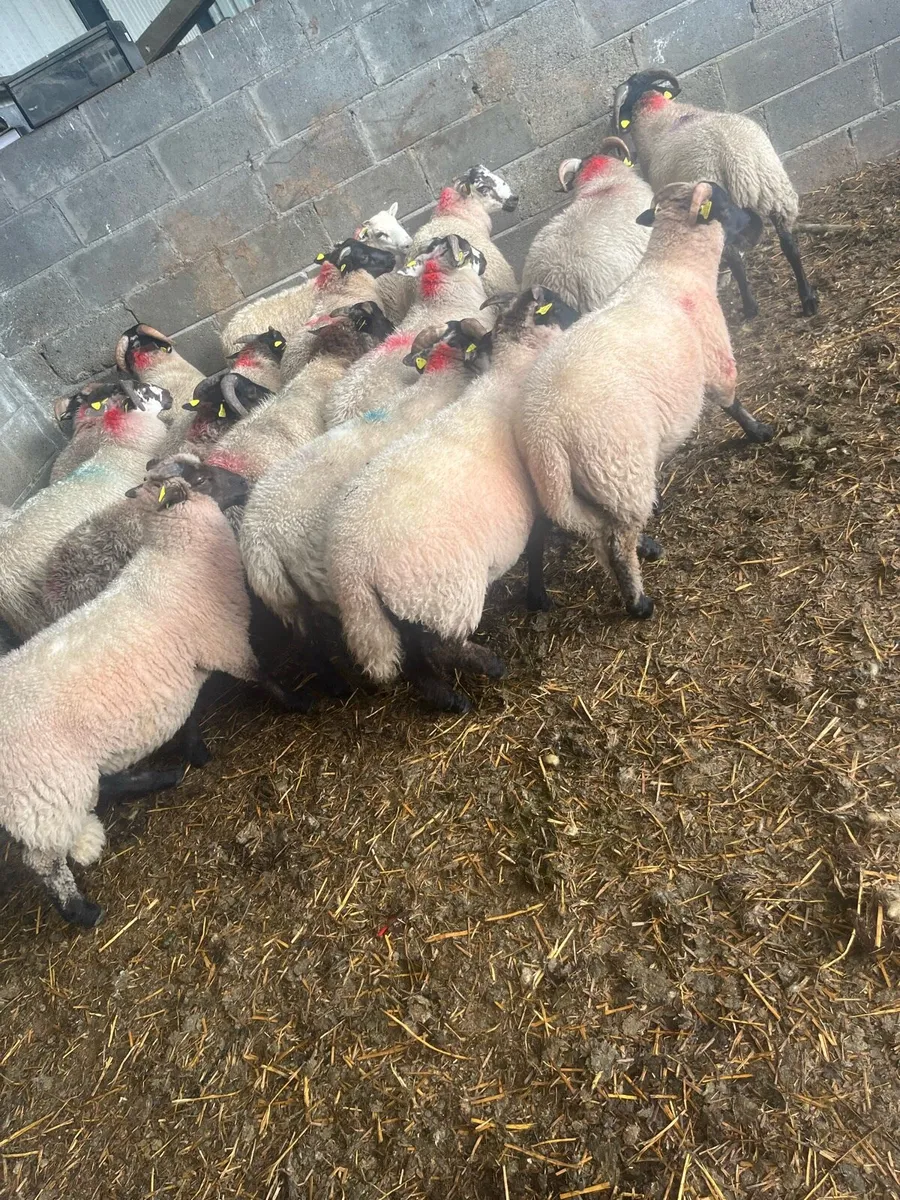 17 ram lambs - Image 2