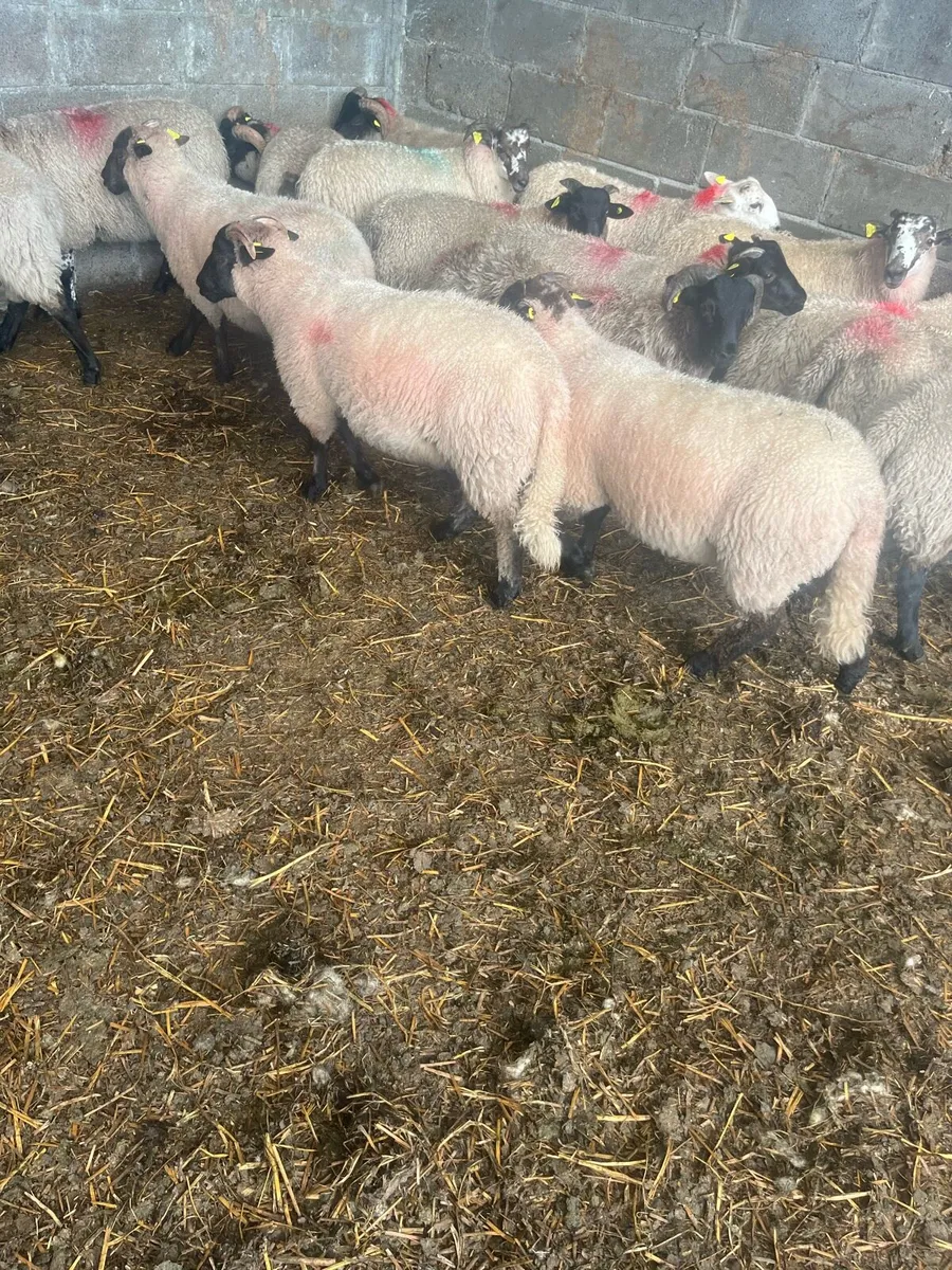 17 ram lambs - Image 3