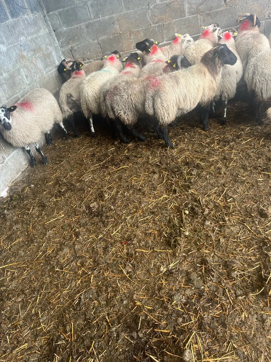 17 ram lambs - Image 4