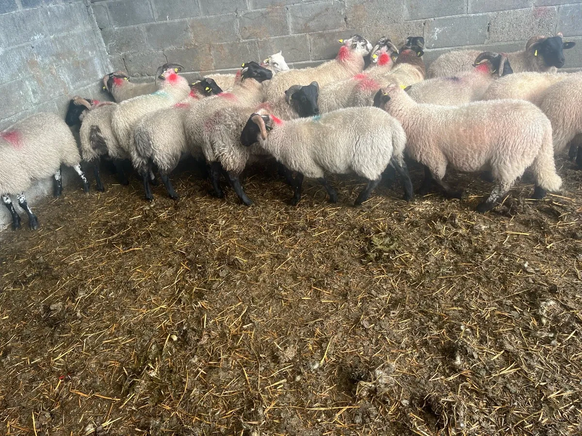 17 ram lambs - Image 1