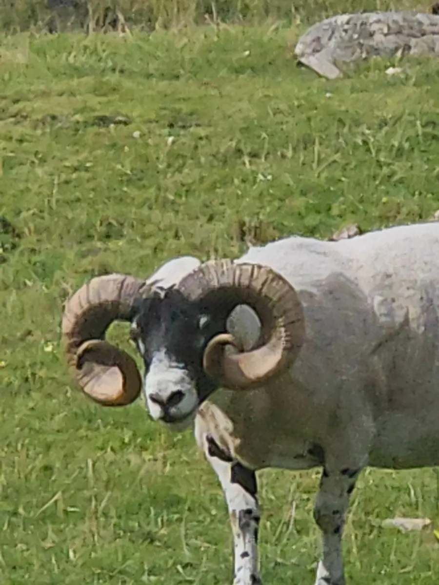 Pb lanark rams - Image 1