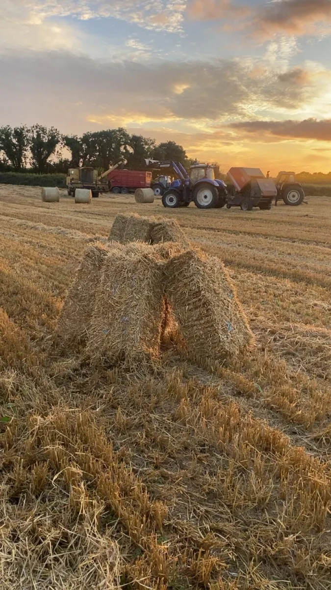 Spring Barley square bale straw - Image 1