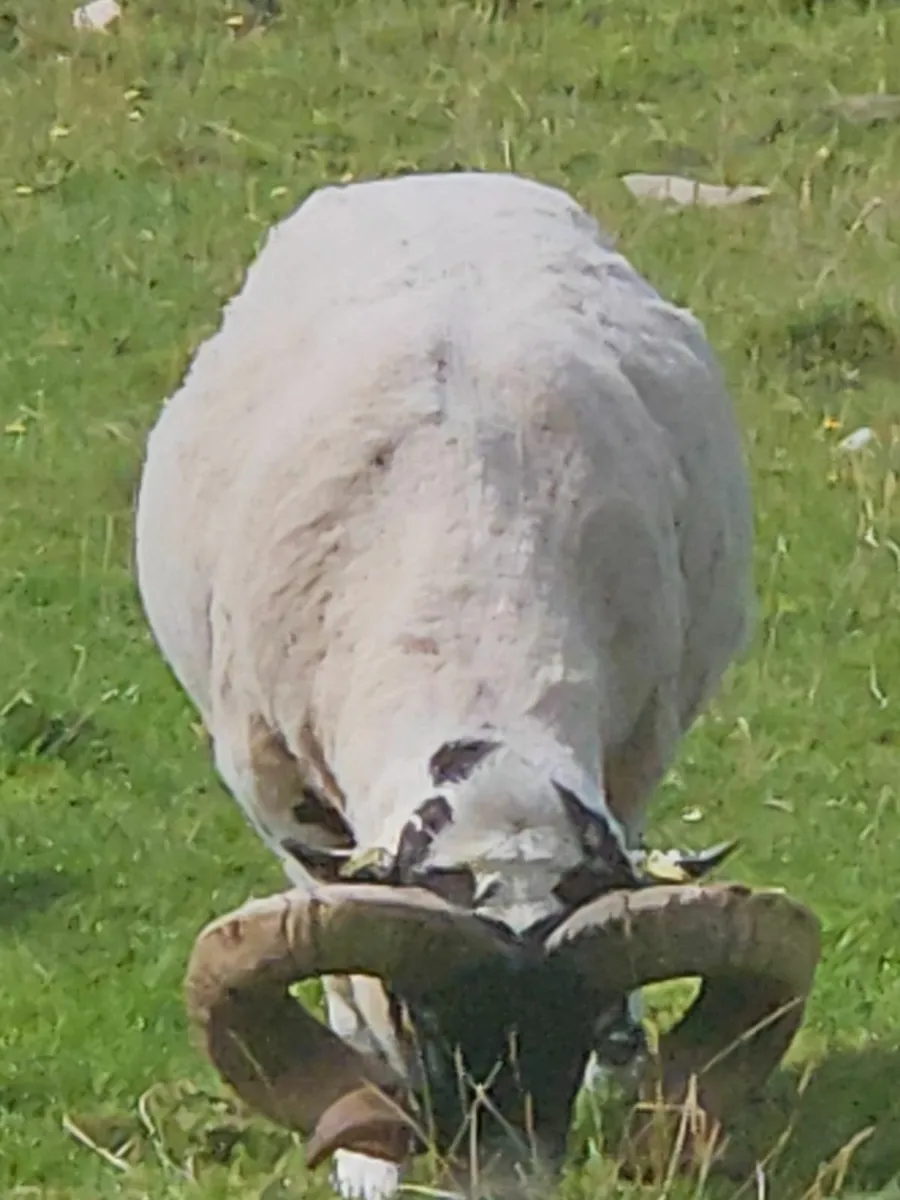 Pb lanark rams - Image 3