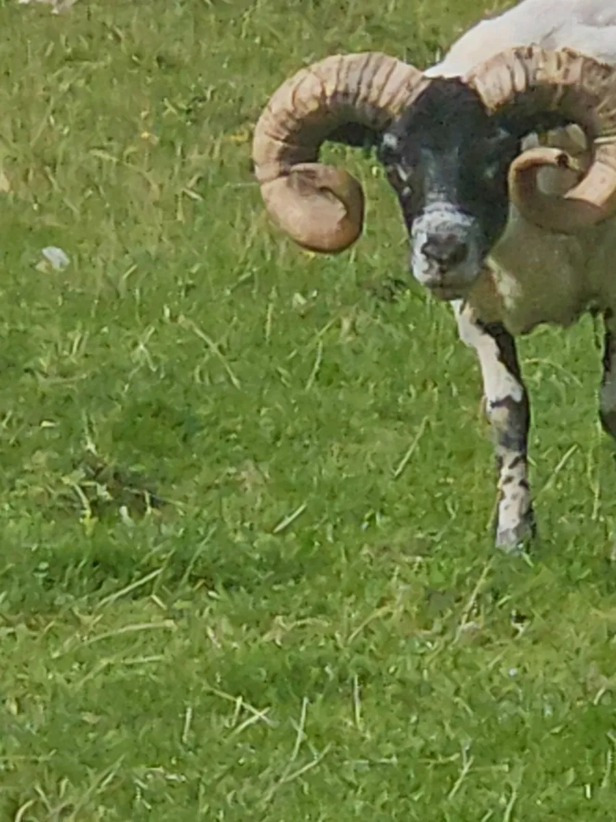 Pb lanark rams - Image 4