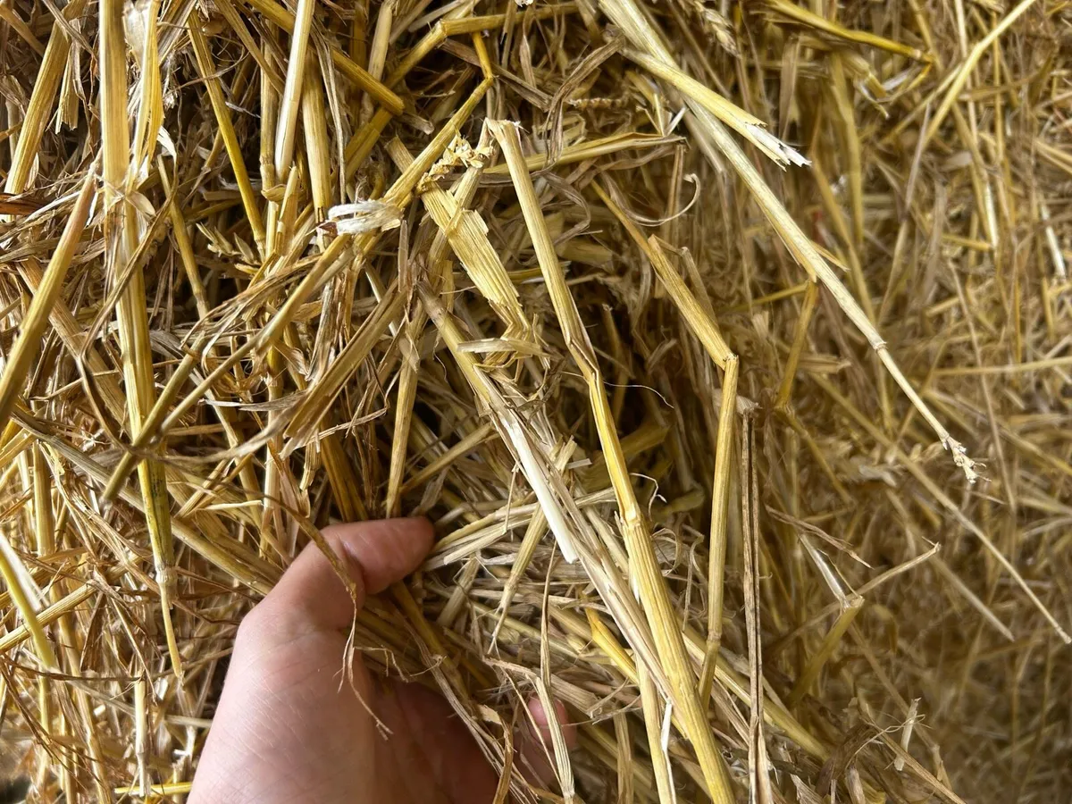 Wheaten straw - Image 2