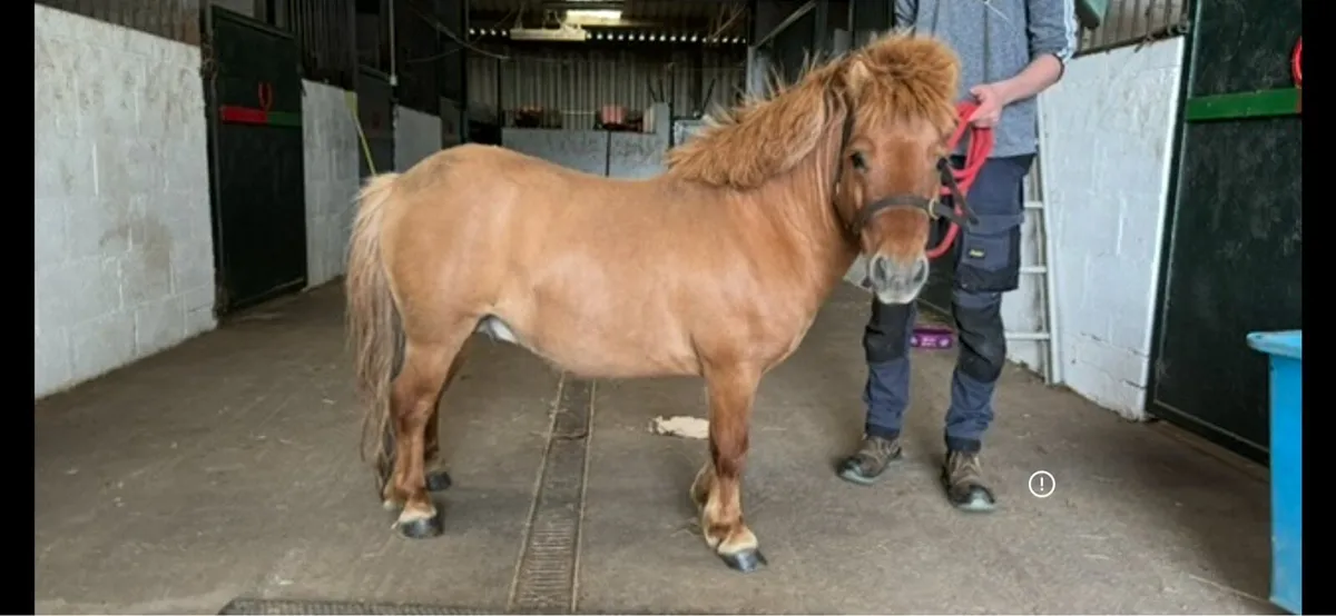 Shetland stallion - Image 1