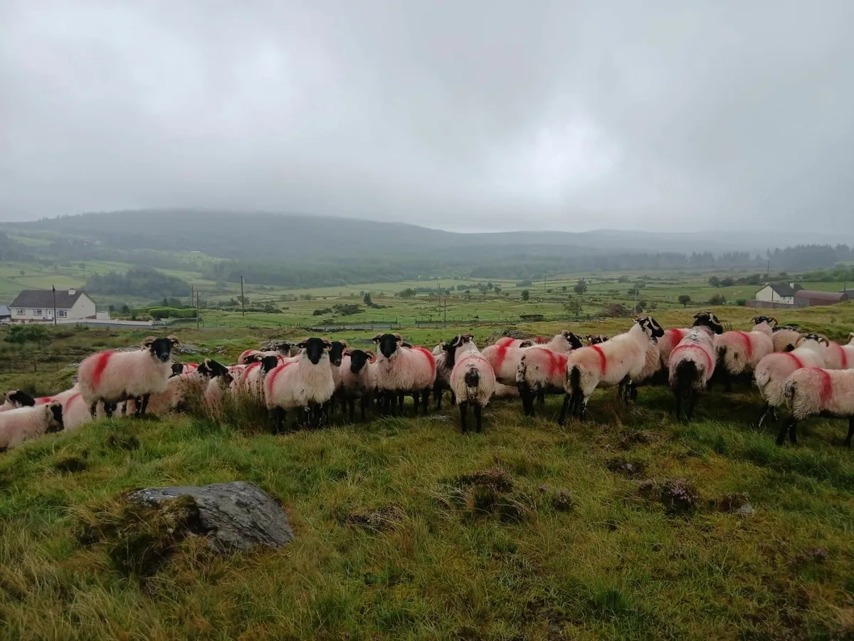 Sheep - Image 2