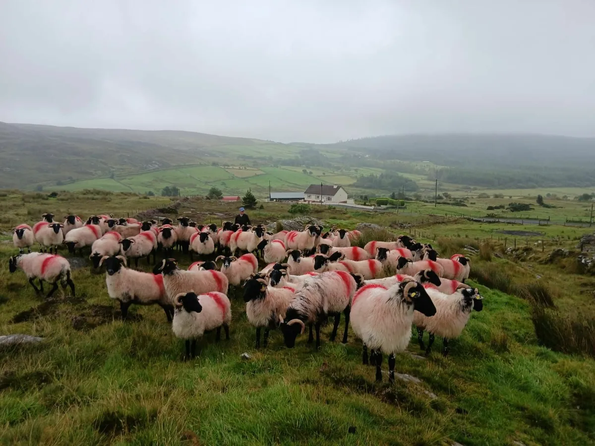Sheep - Image 3