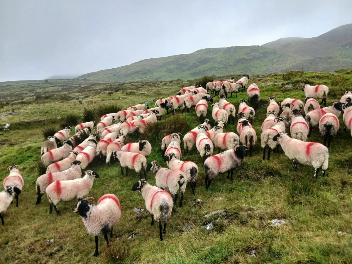 Sheep - Image 4