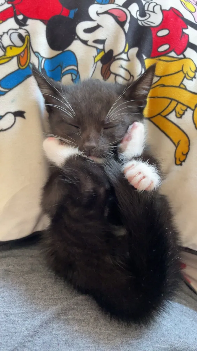 Kittens - Image 1