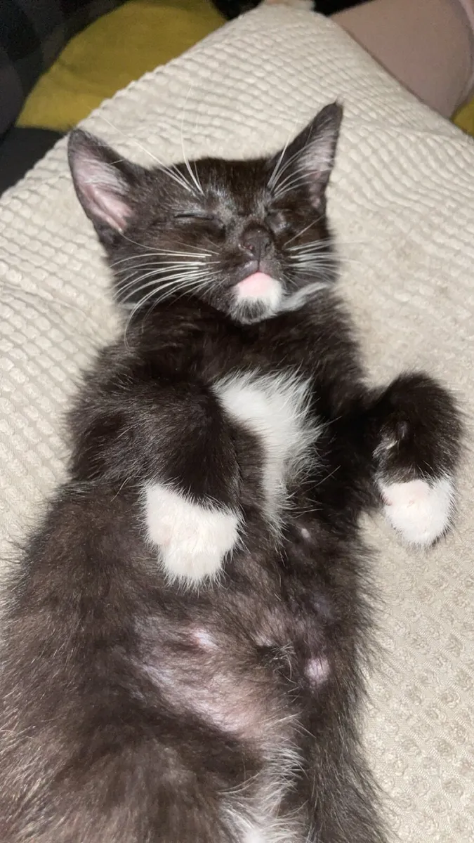 Kittens - Image 2