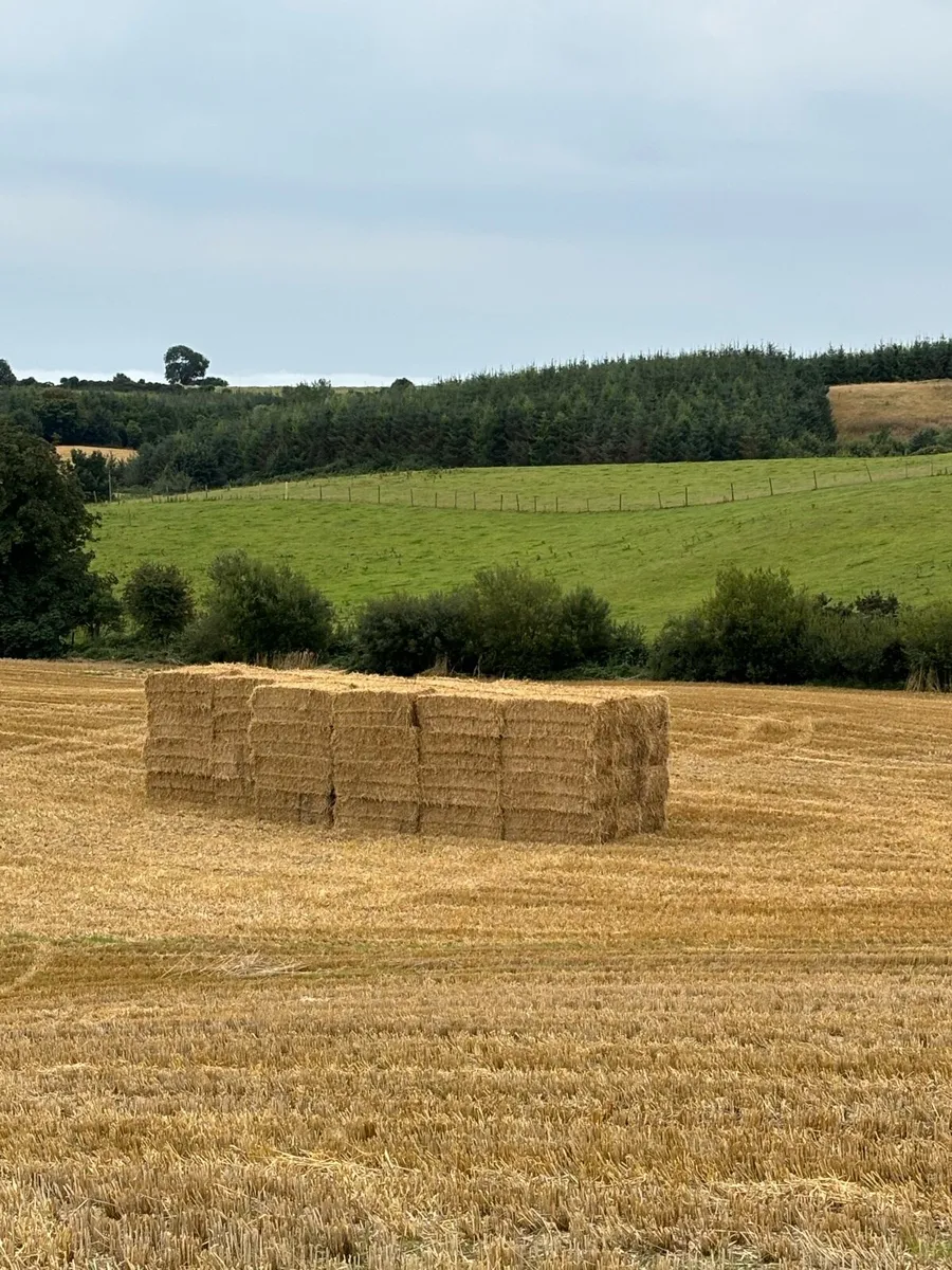 Big squares & round bales of barley & Rye straw - Image 1