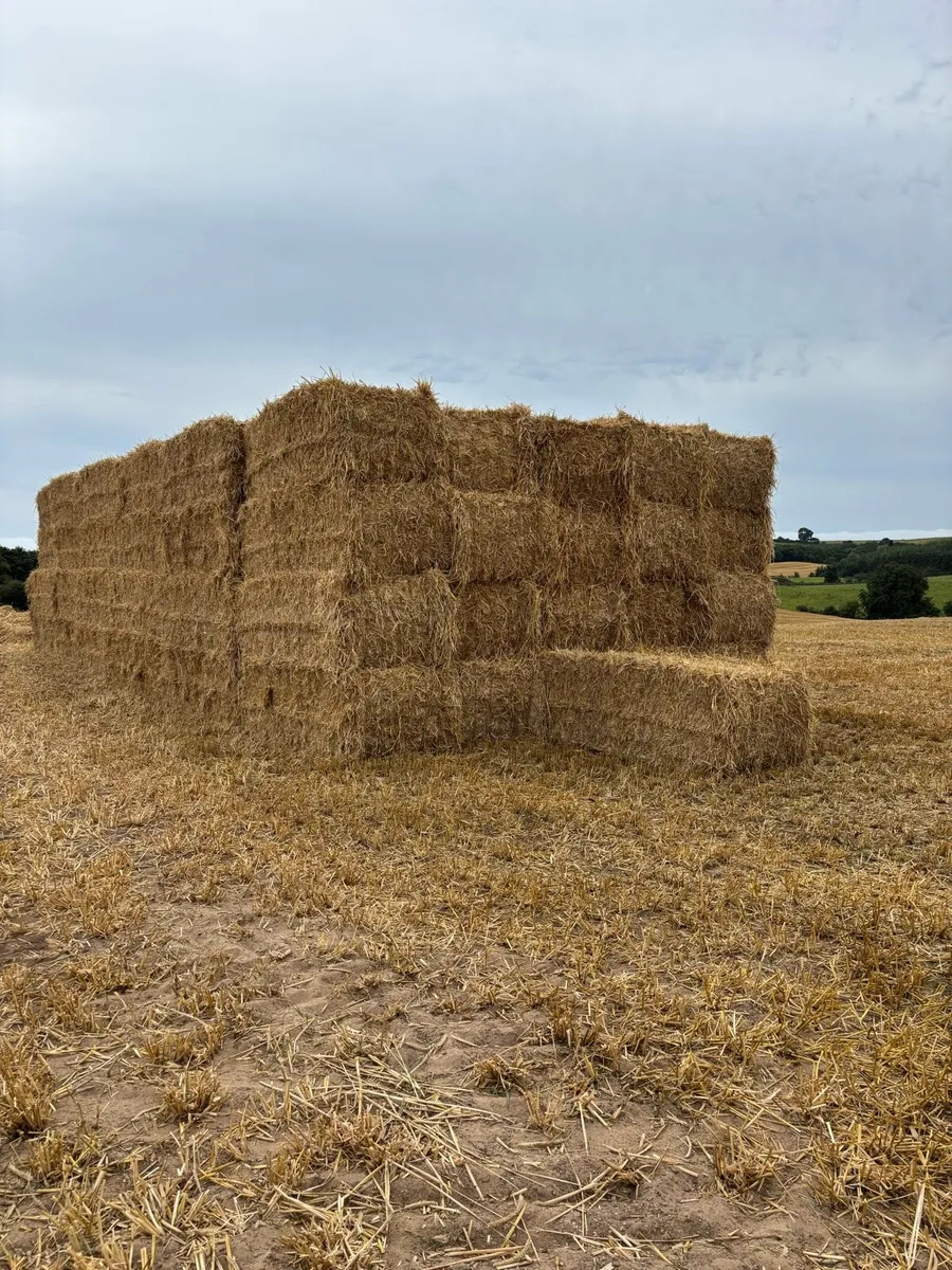Big squares & round bales of barley & Rye straw - Image 2