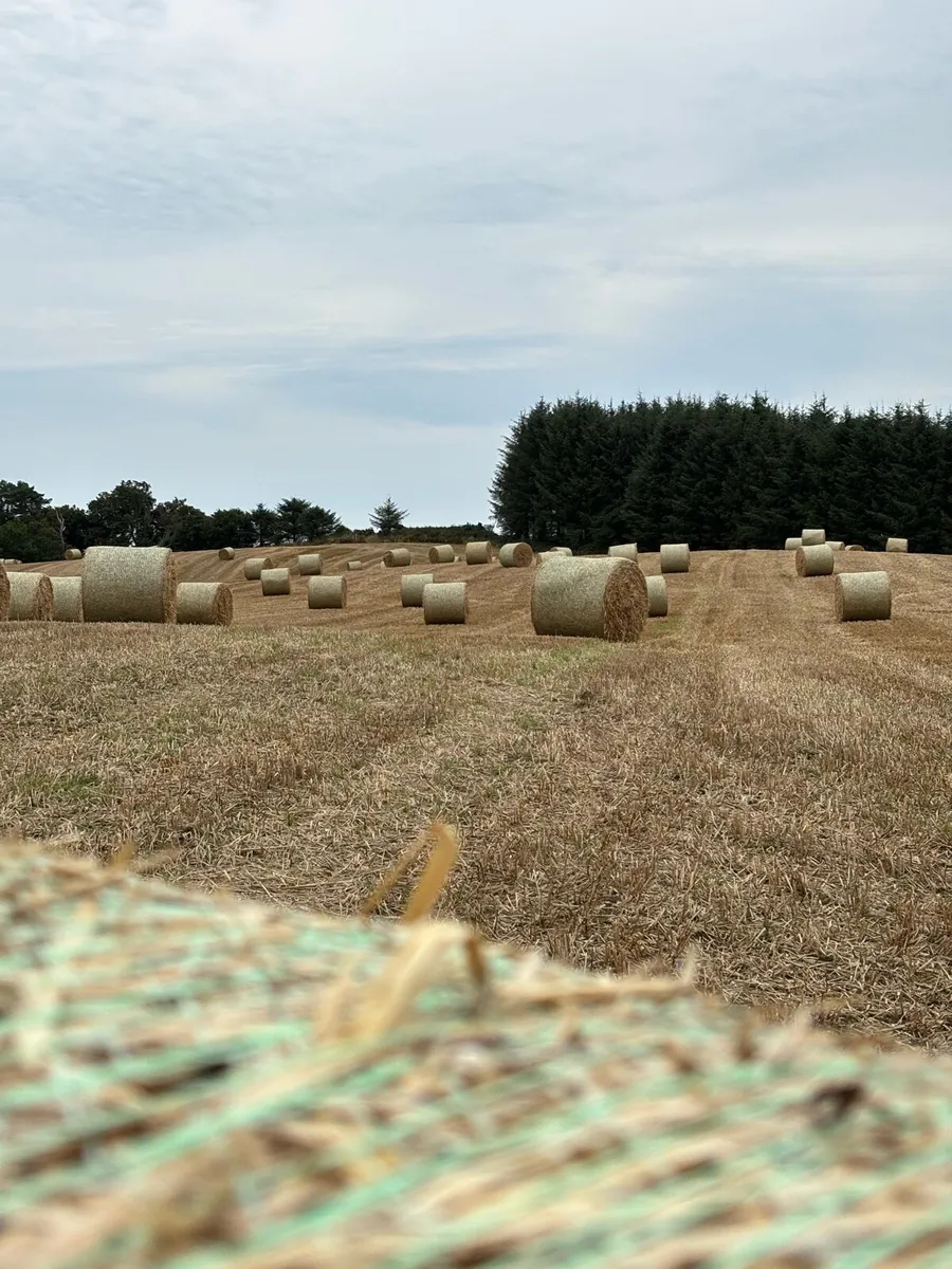 Big squares & round bales of barley & Rye straw - Image 3