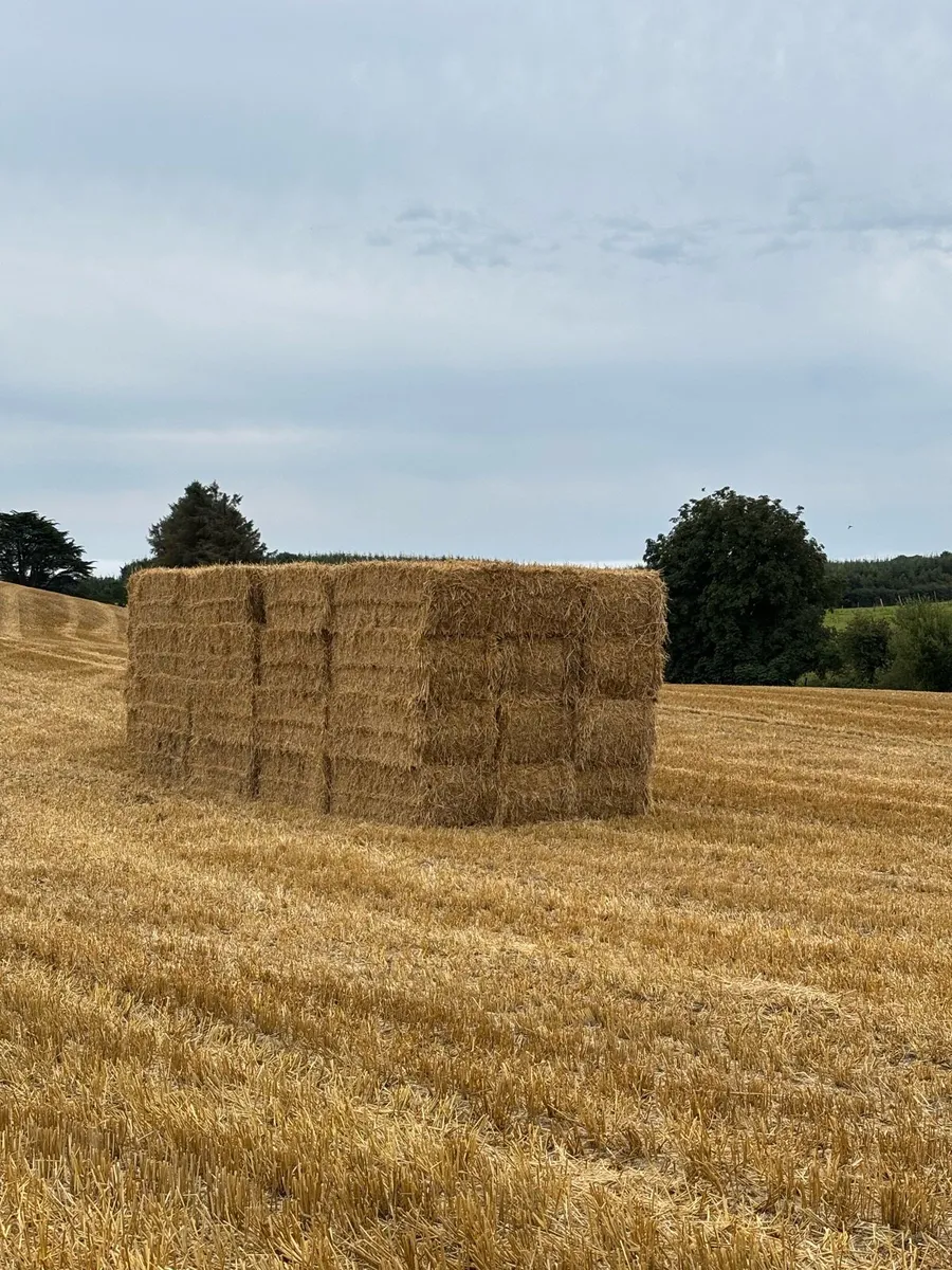Big squares & round bales of barley & Rye straw - Image 4