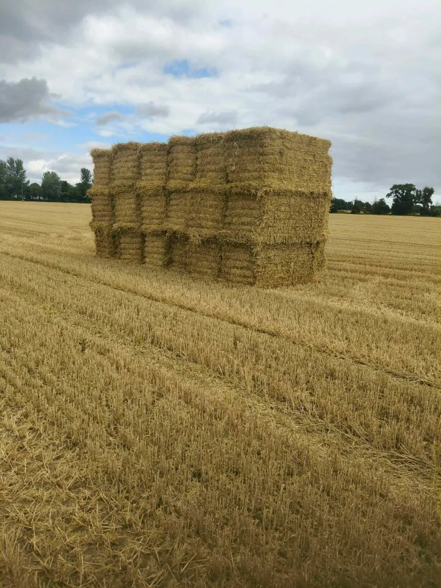 8*4*4 wheat straw - Image 1