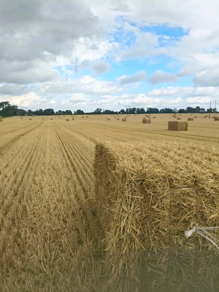 8*4*4 wheat straw - Image 2