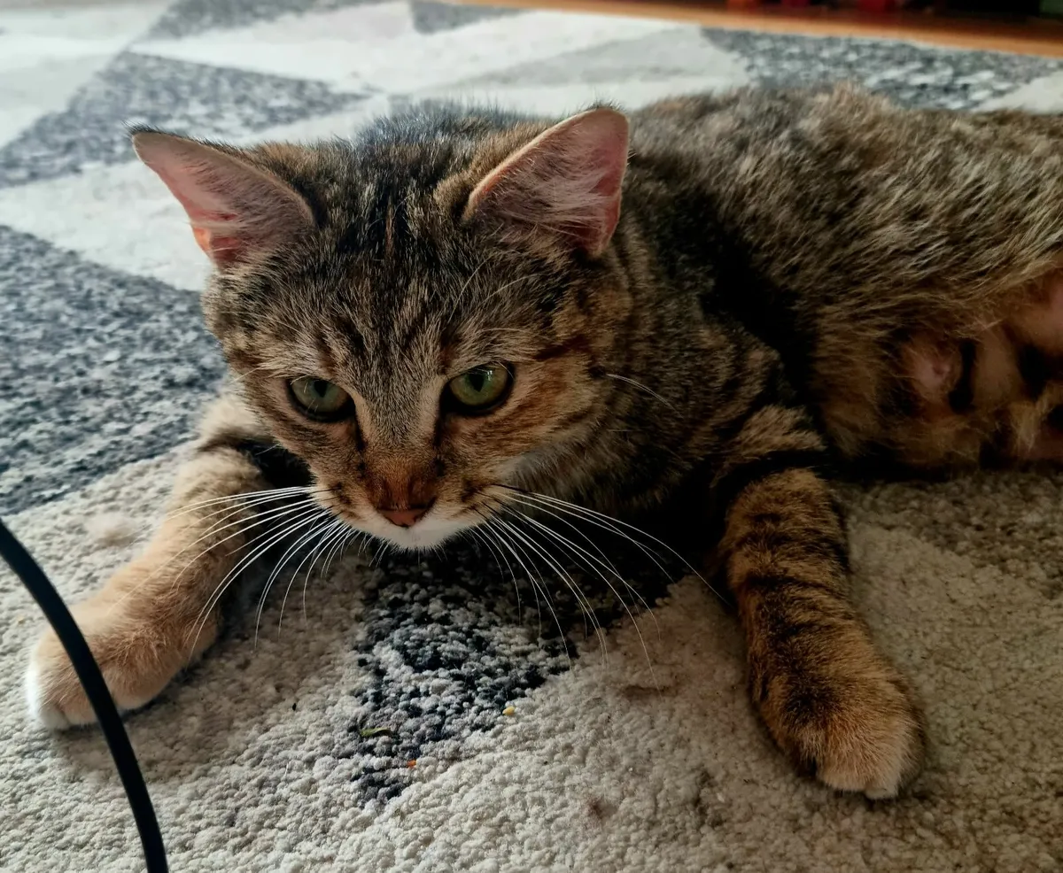 Cat - Image 1