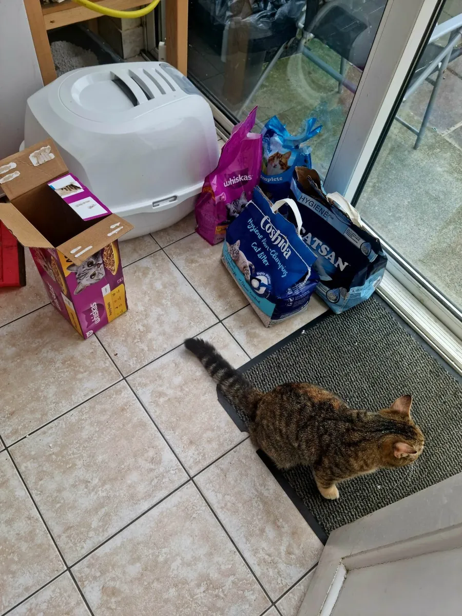 Cat - Image 2