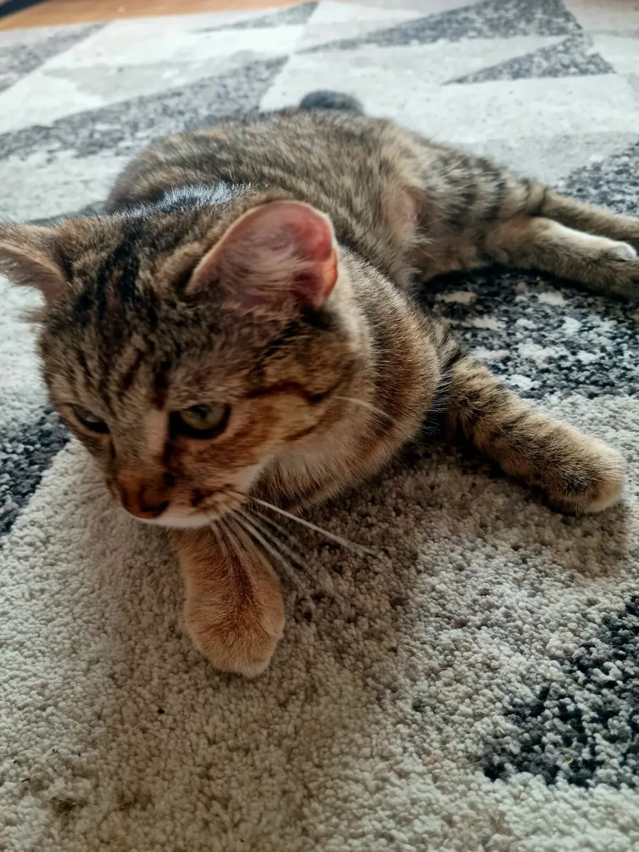 Cat - Image 3