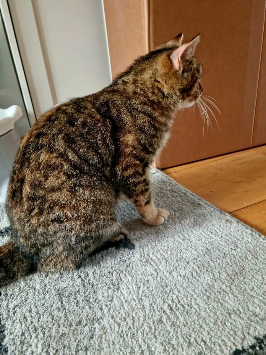 Cat - Image 4