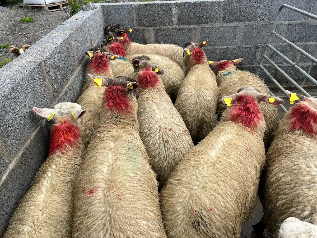 EWE LAMBS - Image 2