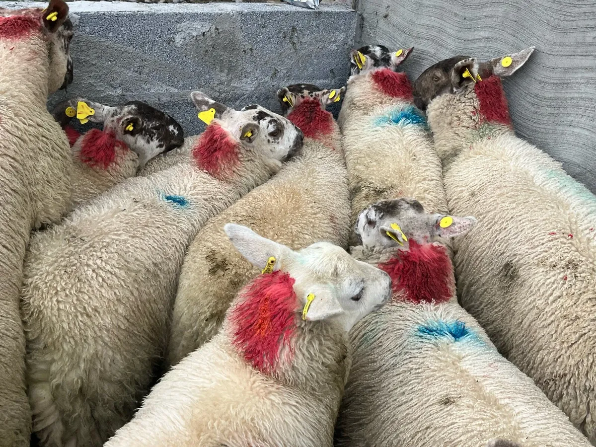 EWE LAMBS - Image 1