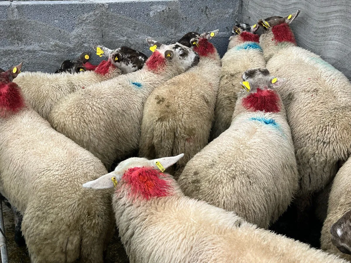 EWE LAMBS - Image 3